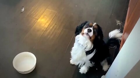 Hungry puppy adorably grumbles for his food