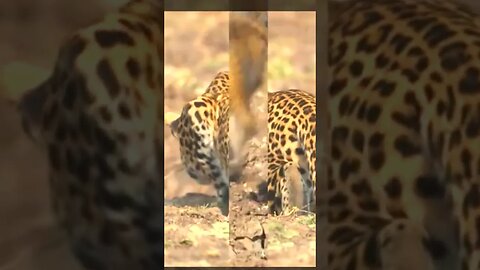 Leopardos caçando babuínos