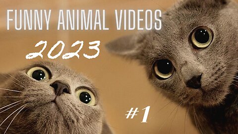 Funny Animal Videos 2023