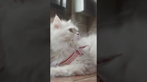 O gato persa! 🐱 Uma das raças mais peludas do mundo! #shorts #animais #curiosidades