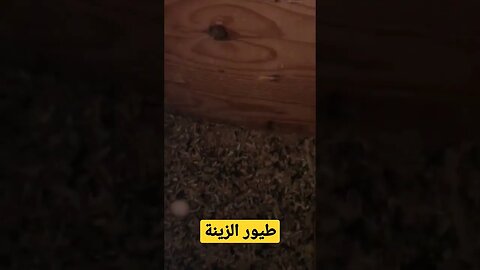 طيور الزينة الفيشر كيوت روعة