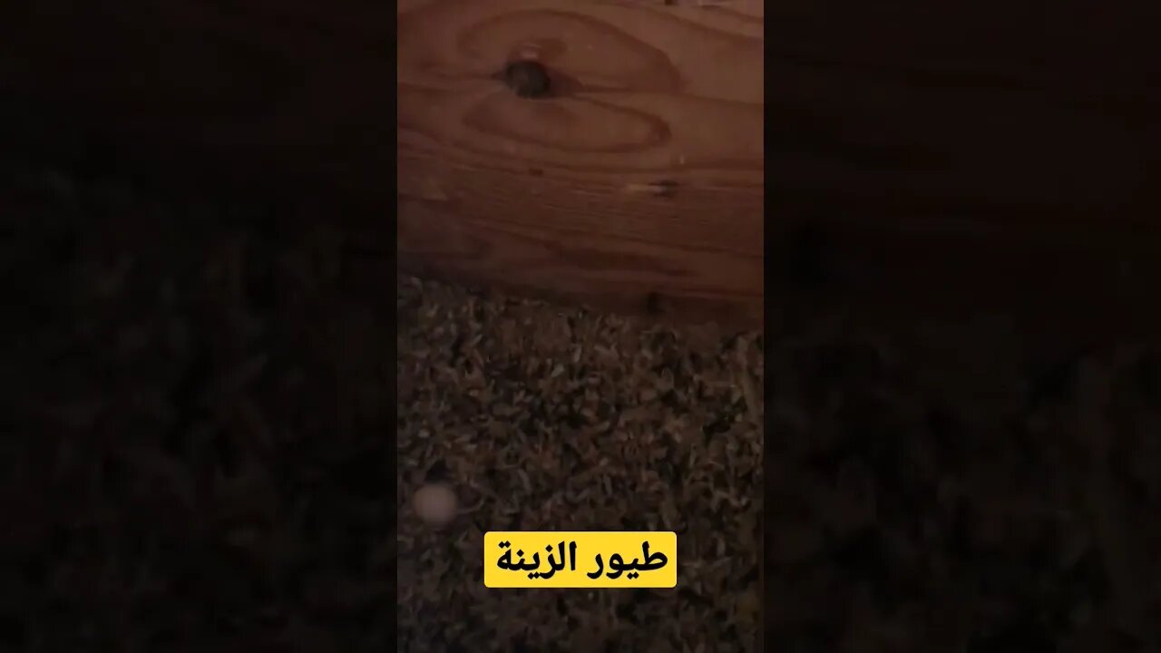 طيور الزينة الفيشر كيوت روعة