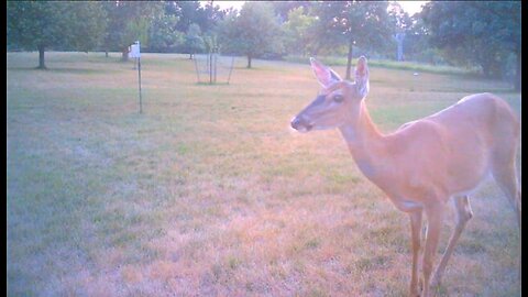 Deer Cams #032