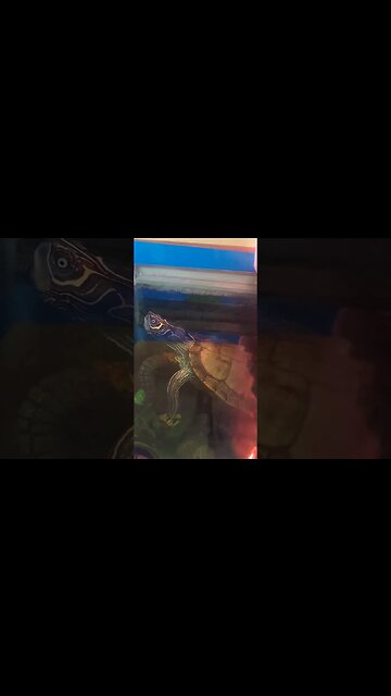 TURTLE JAWS🐢🦈#boxturtle #Mapturtle #turtles #reptiles #shark #sharks #jaws #animals #pet #fyp