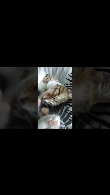 Nose Boops for Sleepy Cat #shorts