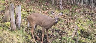 Deer struggles to eat a carrot