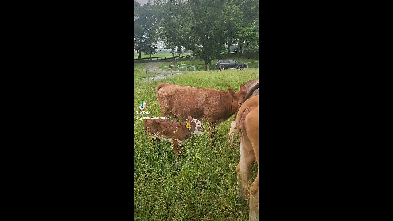 Happy baby calf.