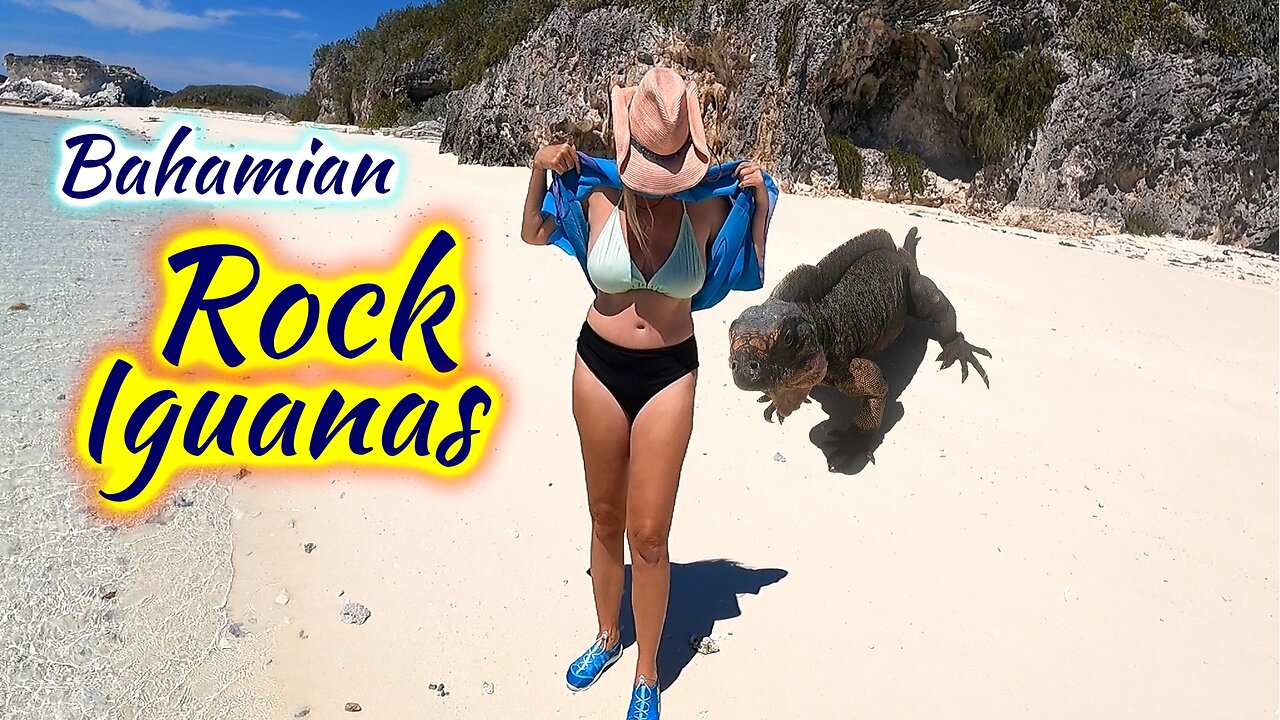 SDA137 Bahamian Rock Iguanas