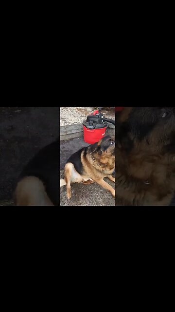 The General Giant💞. (Buddy)