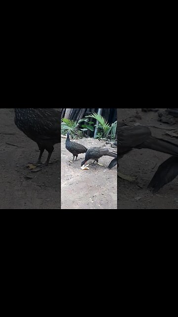 Jacu e também os filhotes com fome