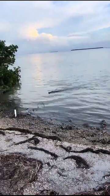 He didn't expect this! 🤣🤣 Did he catch Godzillas baby?