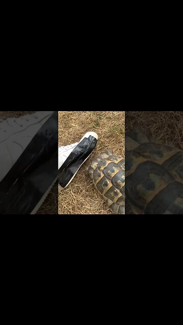 Tortoise vs Black Tape. 🐢