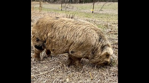 Got our Boars moved to their new paddock and of course Bottle Baby TV