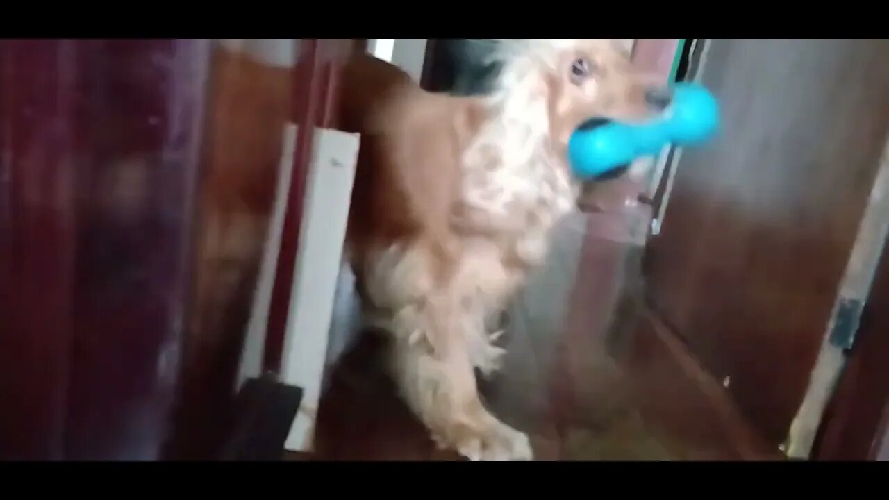 #dogshow , #animals , #dogs