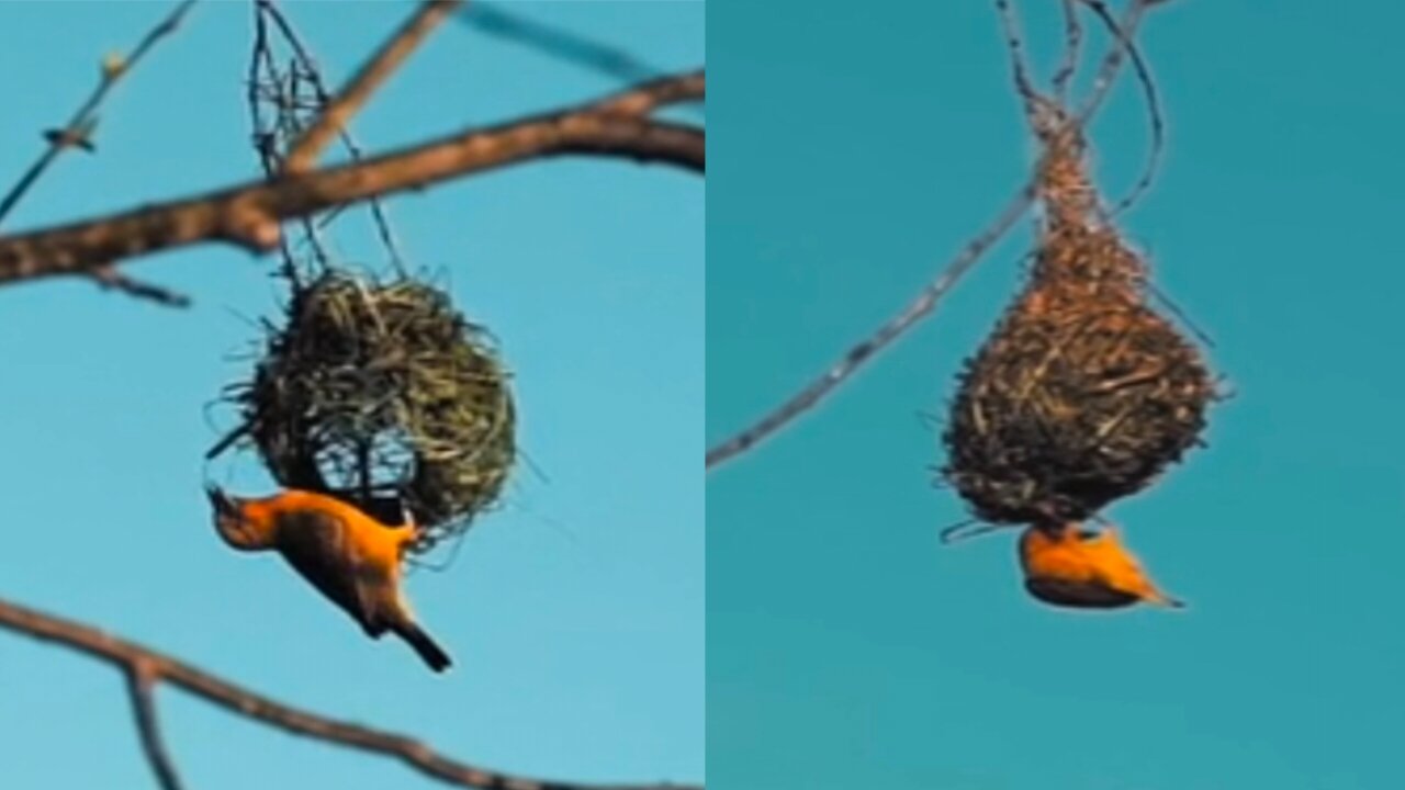 A baya bird-yourself nest weaver is making