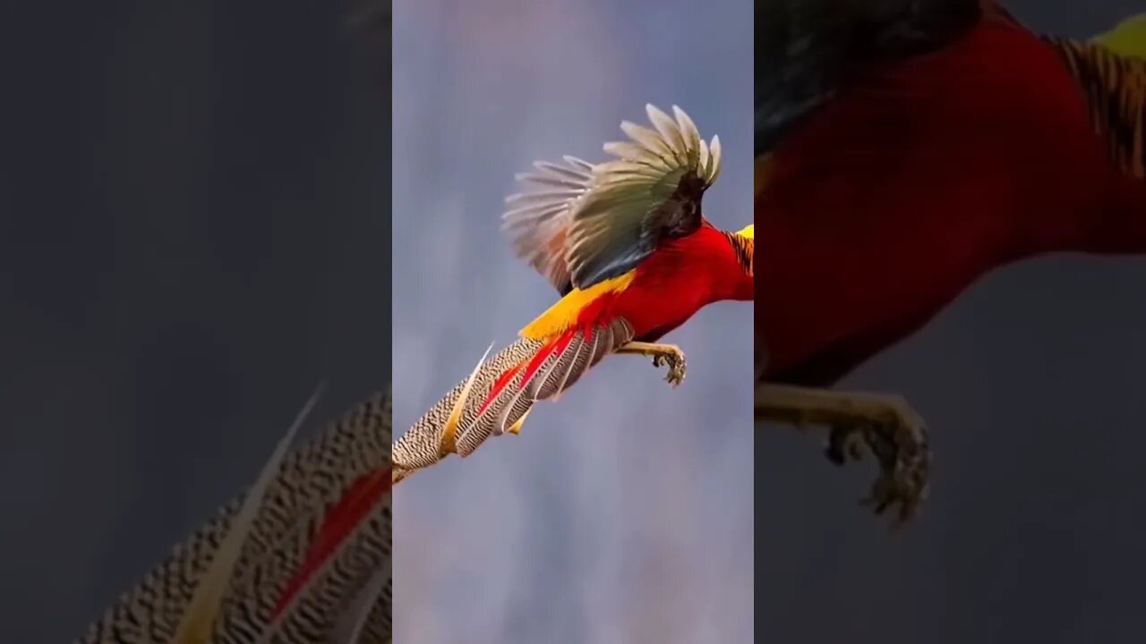 beautiful birds