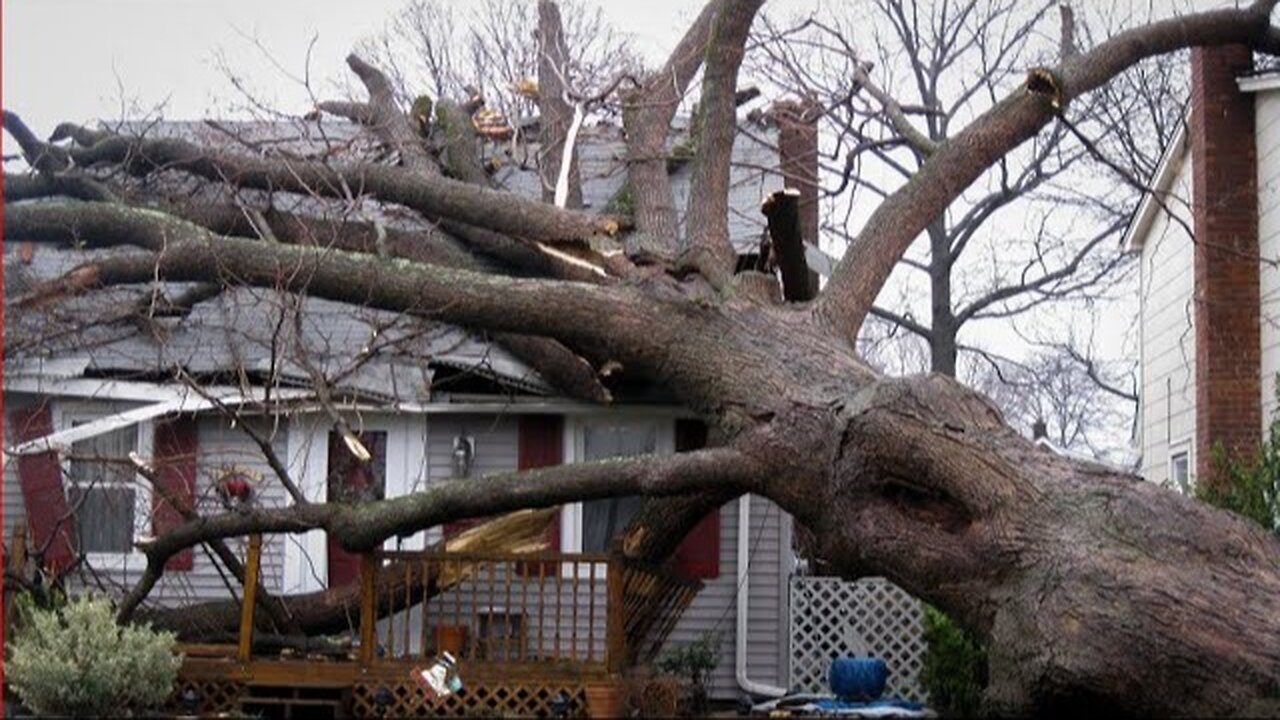 Crazy Tree Felling Fails | Tree Falls onto Houses and Trucks