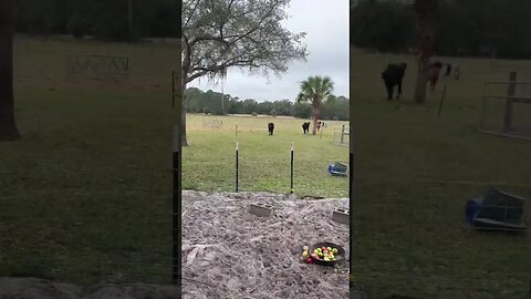 Cows spook the Pigs! #cattle #cow #pigs #pigfarmvideo #cattlefarm #cowfarm #pigkeeping #hog #shorts