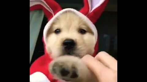 Hello there #shorts #foryou #viral #xyzbca