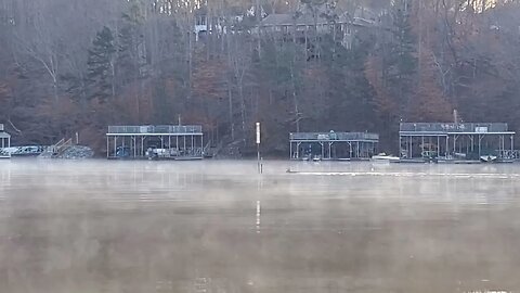 Deer in Lake Lanier