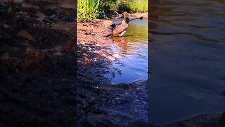 Birds bathing #birds #bathing #shorts