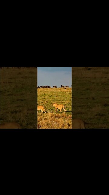 Lions Walk Past A Gnu Herd #shorts | #ShortsAfrica