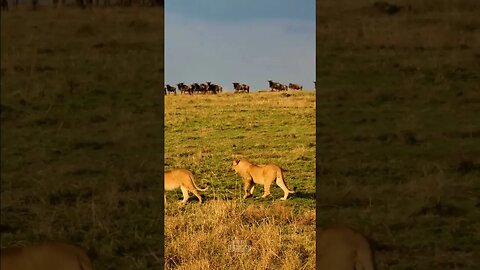 Lions Walk Past A Gnu Herd #shorts | #ShortsAfrica