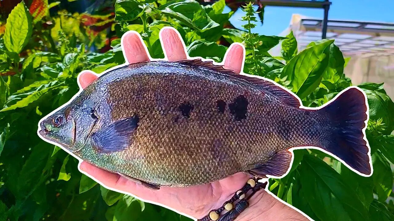 Treating Ich & Harvesting Fish From Aquaponics