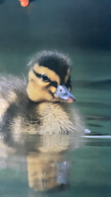 Baby duck picture