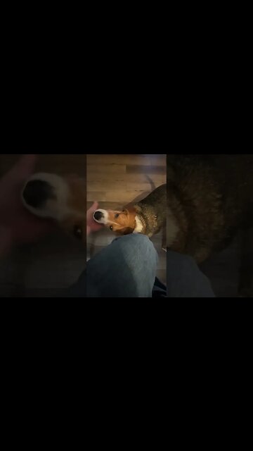 Banchee the Beagle Scratch My Chin, Daddy