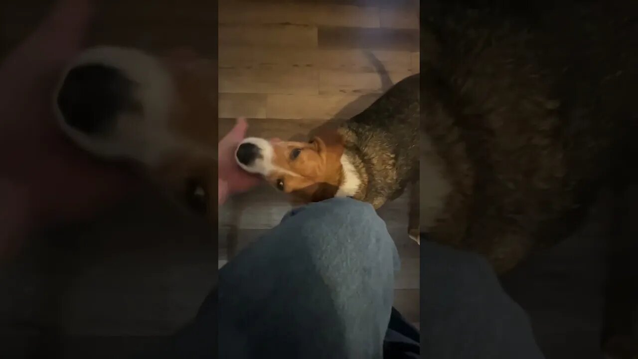 Banchee the Beagle Scratch My Chin, Daddy