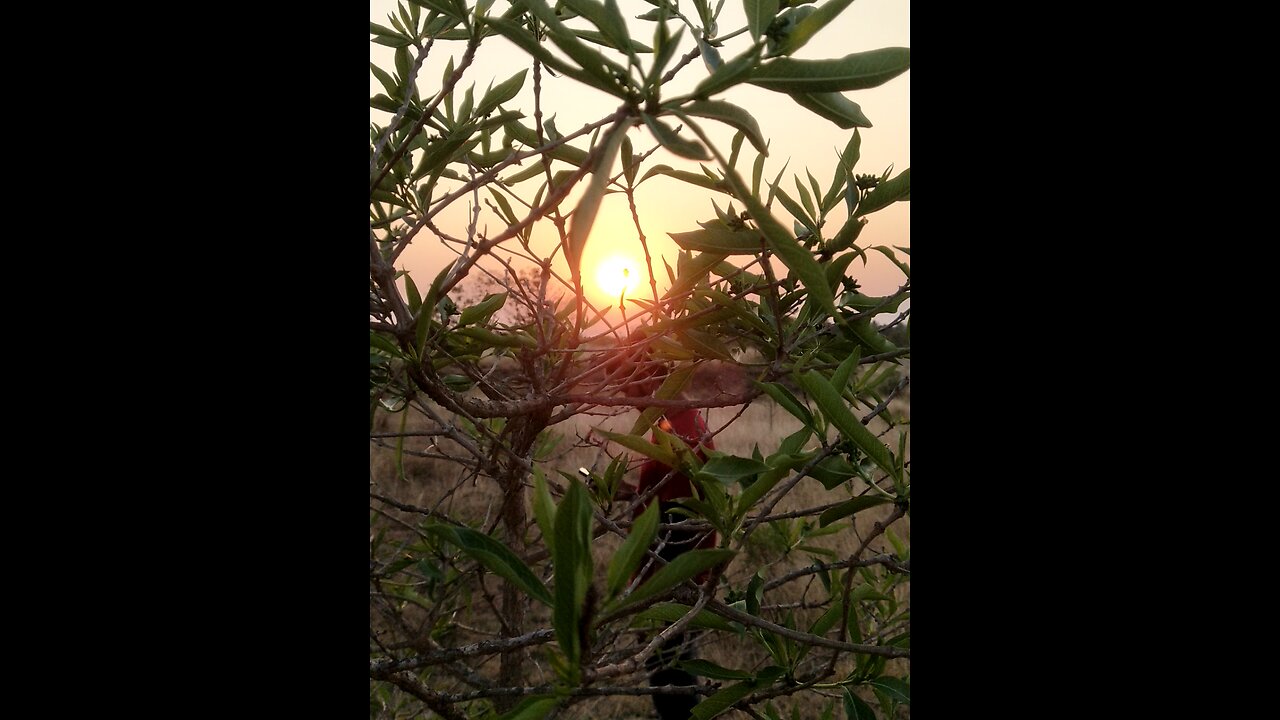 Tamilnadu Forest morning 🌄 sun ☀️rumble #rumbleshorts #tamilnadu