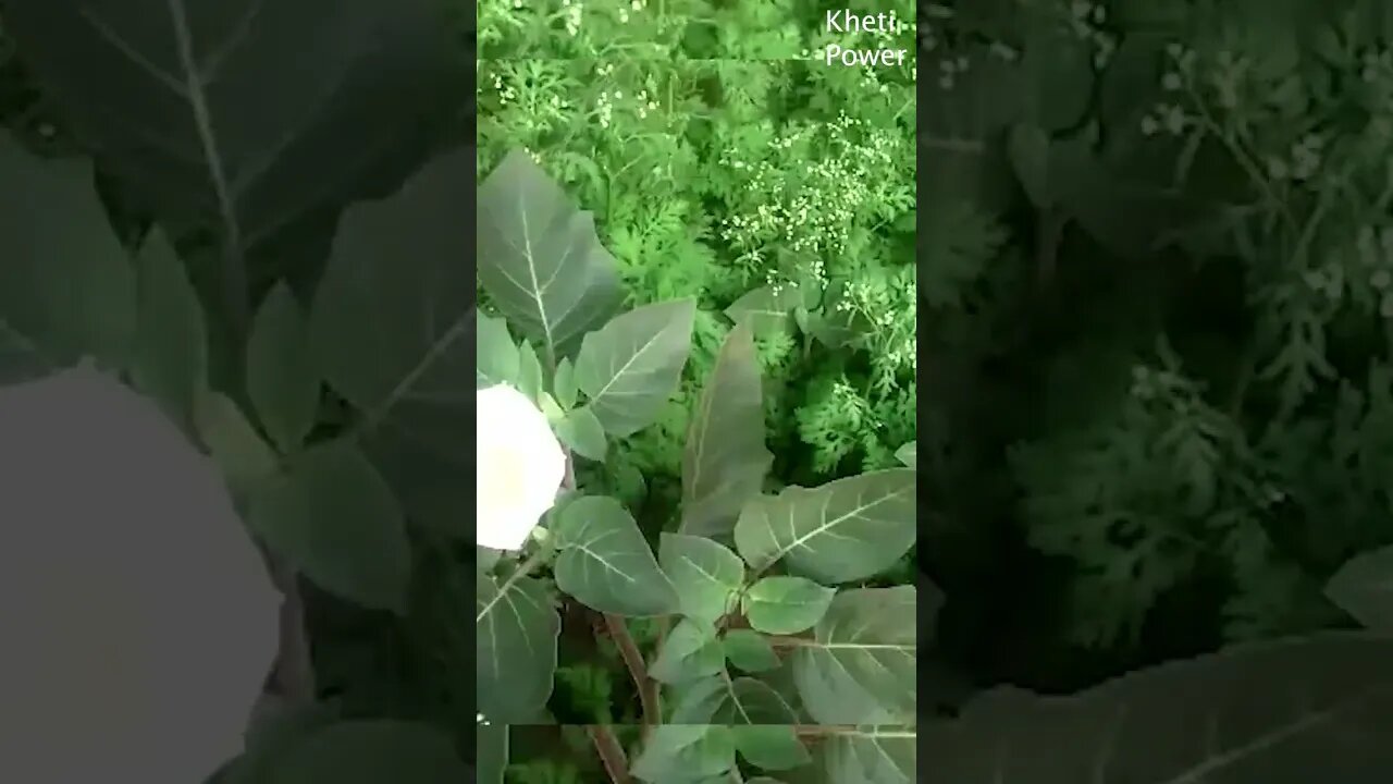 Have you ever seen this plant? | क्या आपने ये पोधा कभी देखा है ? Kheti Power