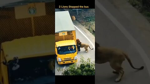 Two lions suddenly stopped the visitors bus