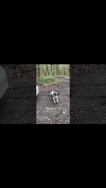 Cute puppies so excited to run around 😆 🤣 #dog