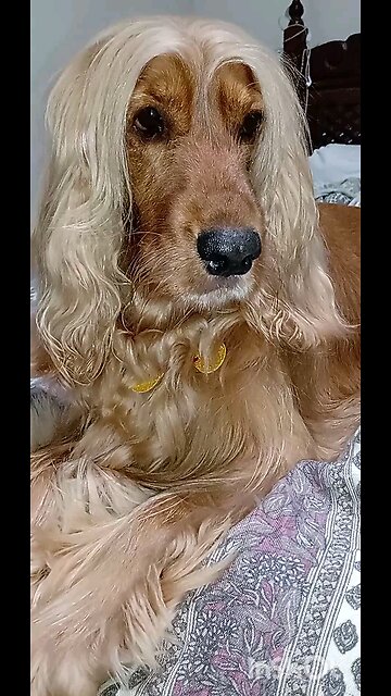 dog, Animals, cute, beautiful,pet