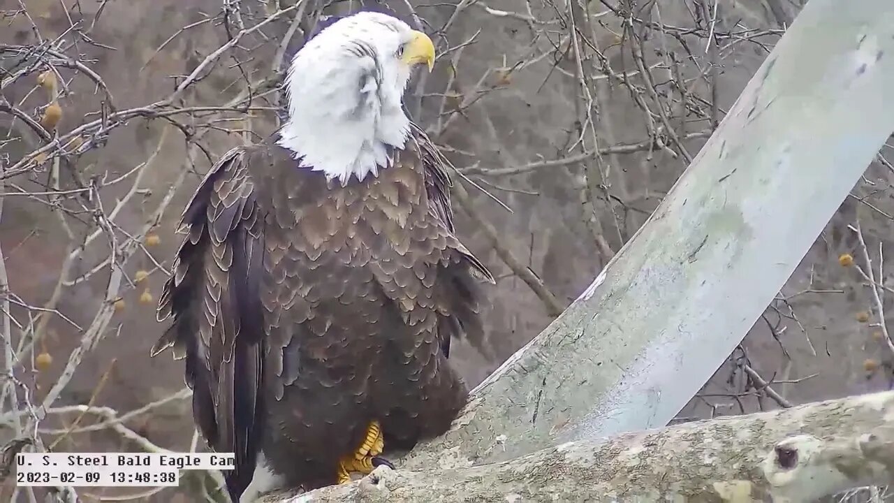 USS Eagles - Crossed feet