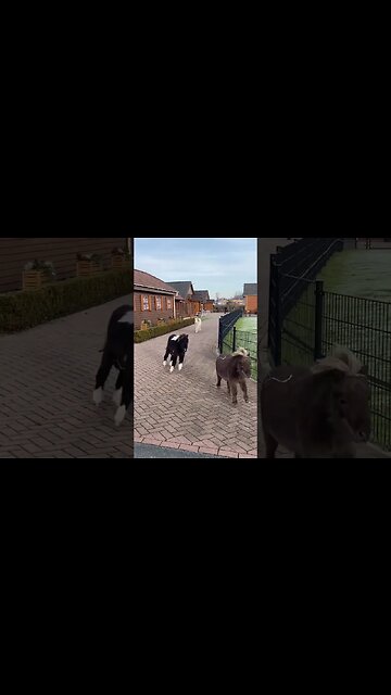 Mini horses racing each other