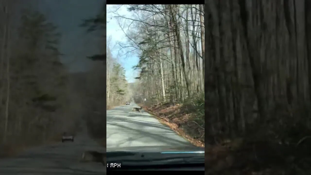 Deer Crosses the Road