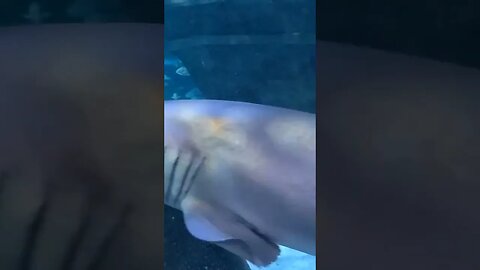 Sharks! ripley'saquarium myrtlebeach