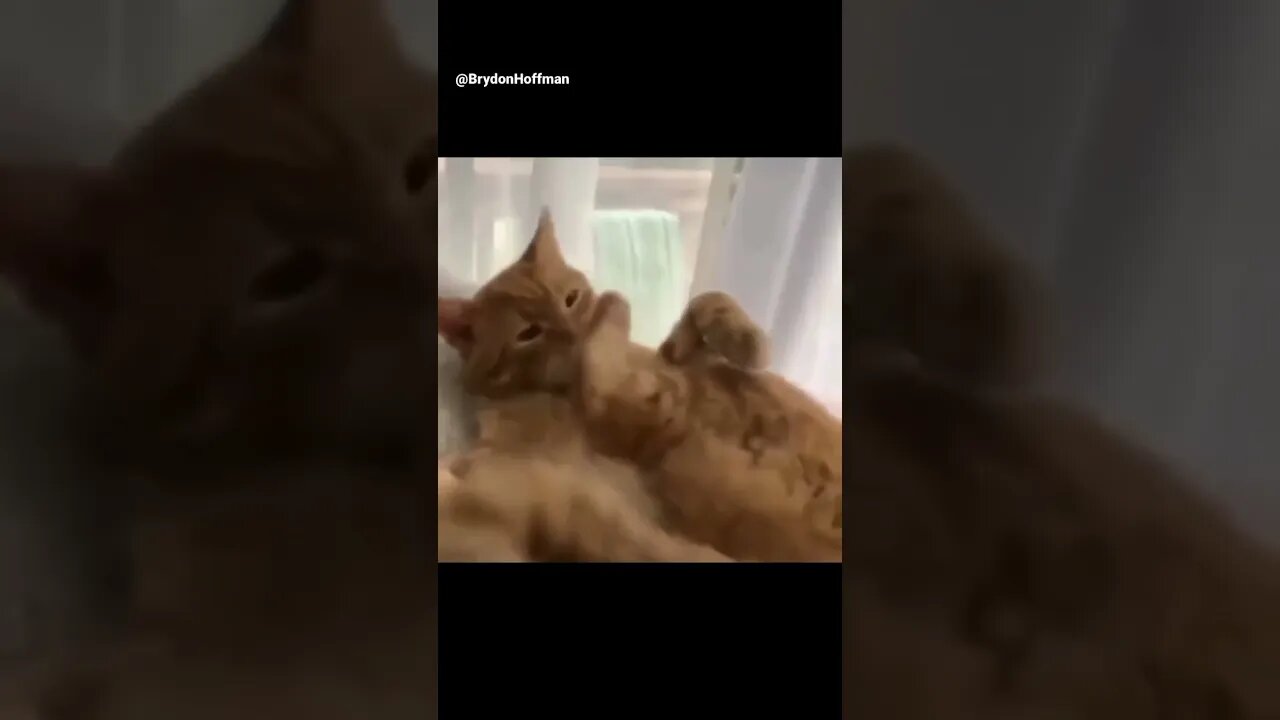 Funny Cat Meme #funny #cat #meme #shorts