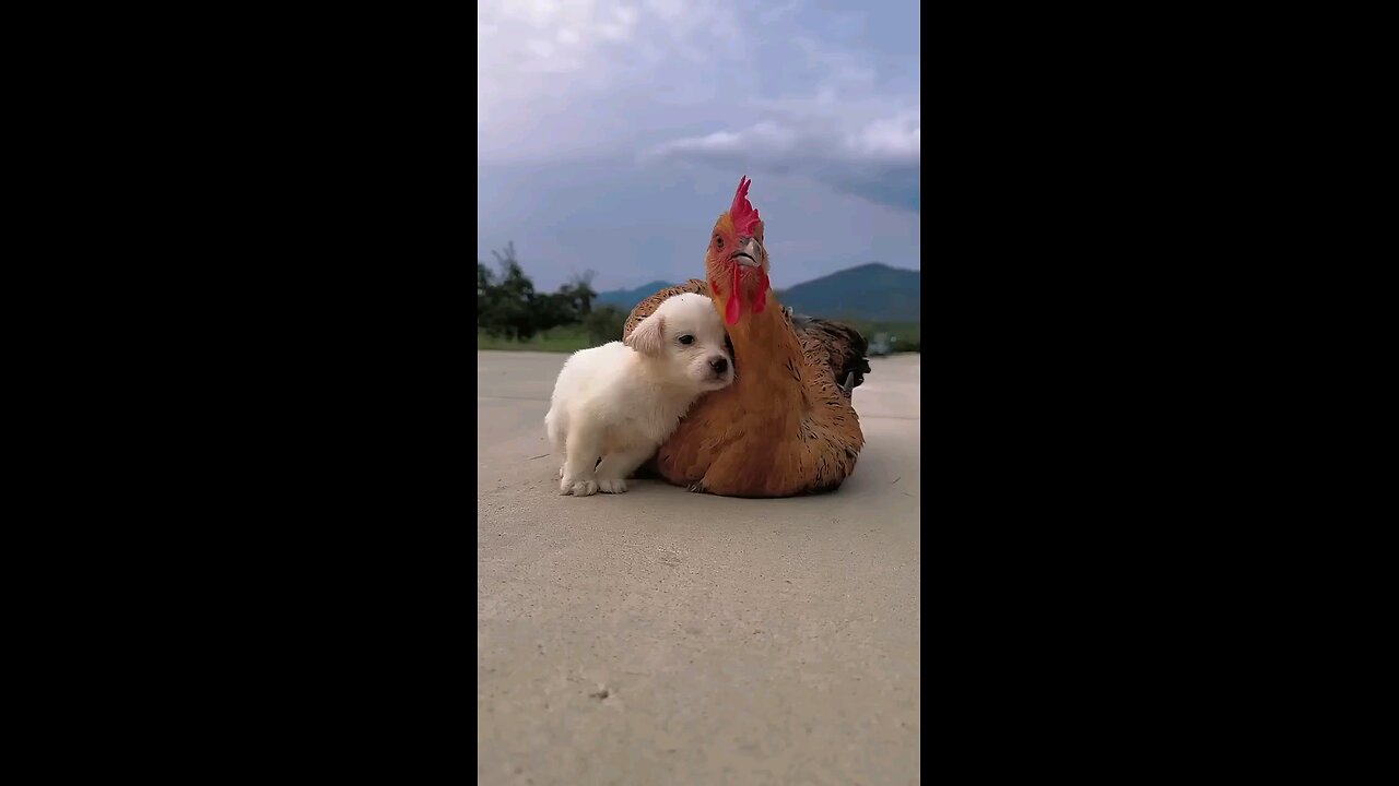 When_the_weather_gets_Cold Dogs_seek_out_their_ mother_Chickens