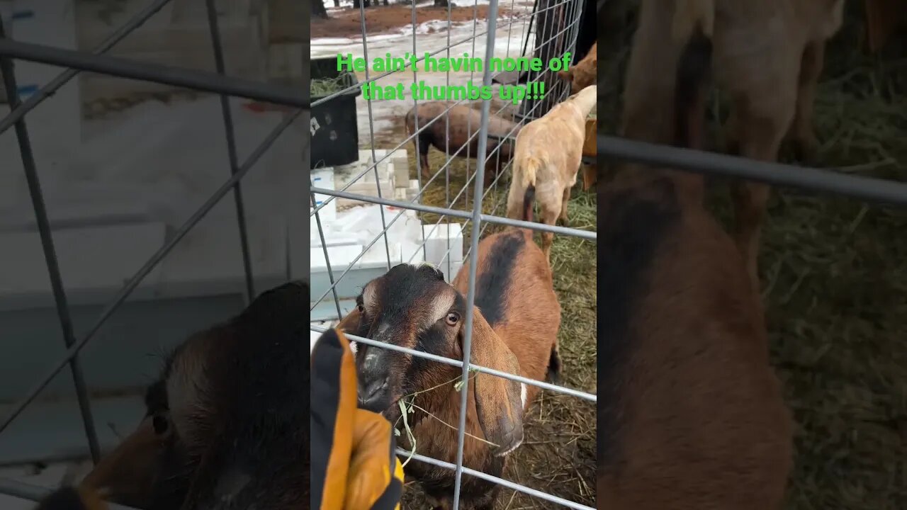 Nubian Goat Not Happy #nubiangoats #nubian #goats #goat #goatfarming #goatlife #goatfarm #goatfam