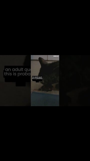 How I feed my cat whole prey #shorts