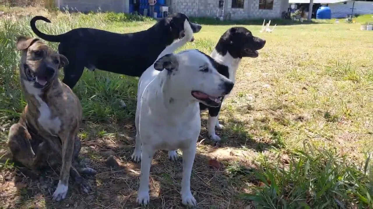 And the dogs rush the cows... 🐾