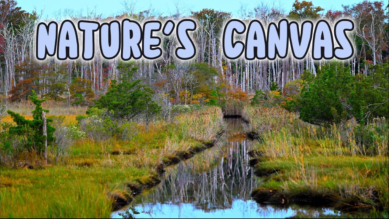 Natures Canvas Egrets, Herons, White Tail and ...