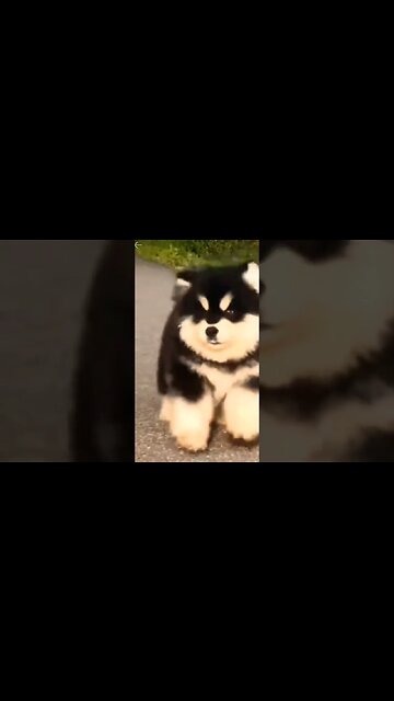 Seylah Vie's dono drop Happy guy