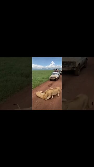 Never Interrupt Lions While...