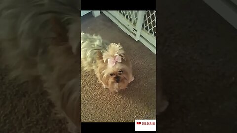 My Yorkie, Pansy Loves Jesus 2023
