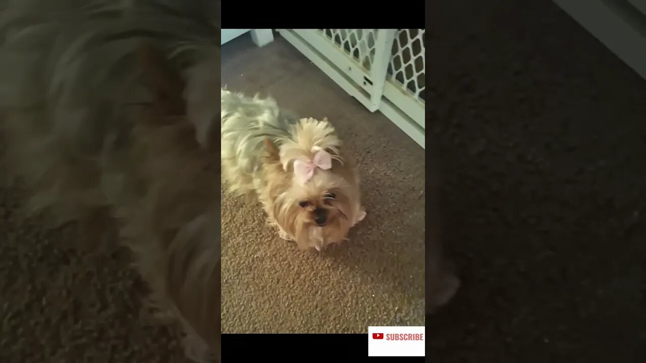 My Yorkie, Pansy Loves Jesus 2023